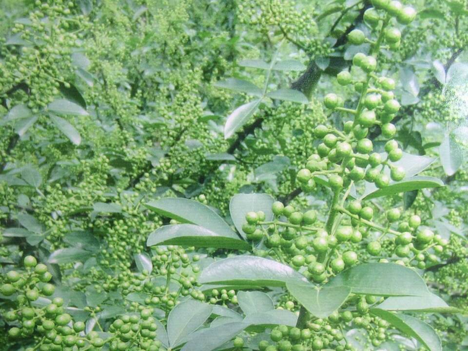 制造商)地址:徐州沛县张寨镇执行标准:qb/t222211106更多参数核心参数