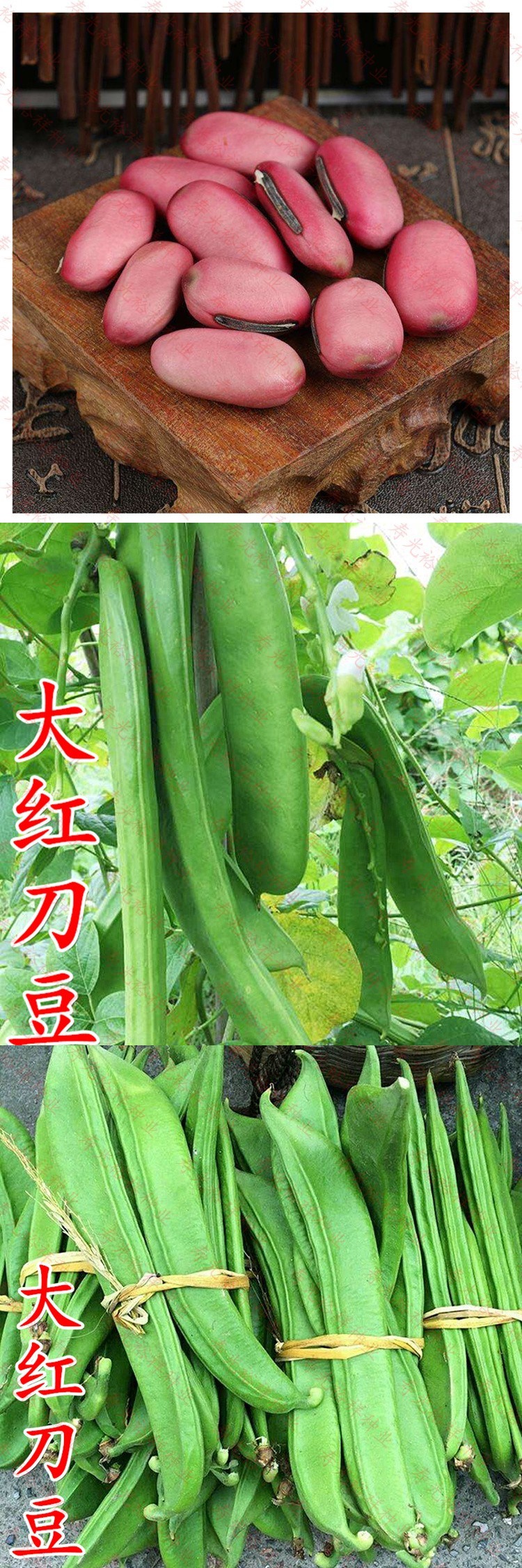 特长大红刀豆种子红色种籽四季蔬菜魔豆巴西豆洋刀豆庭院栽培
