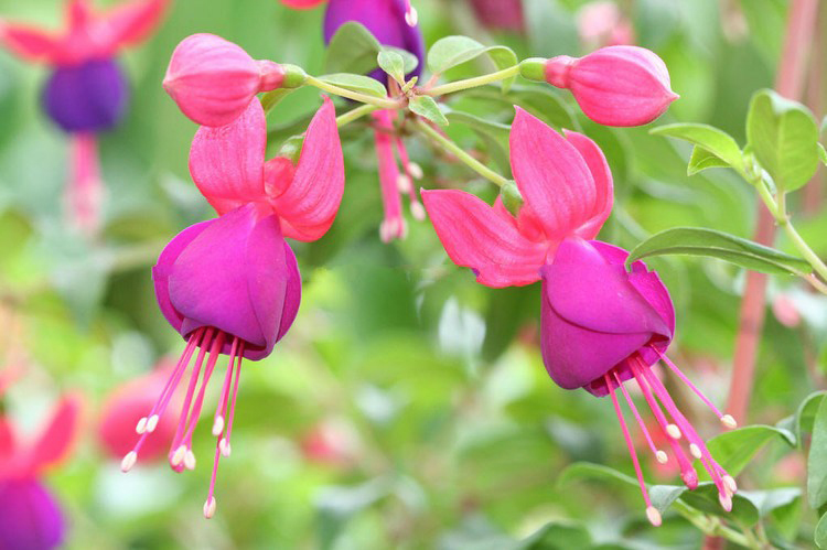超级新品 倒挂金钟盆栽四季室内阳台庭院绿植花卉植物吊兰花苗盆栽