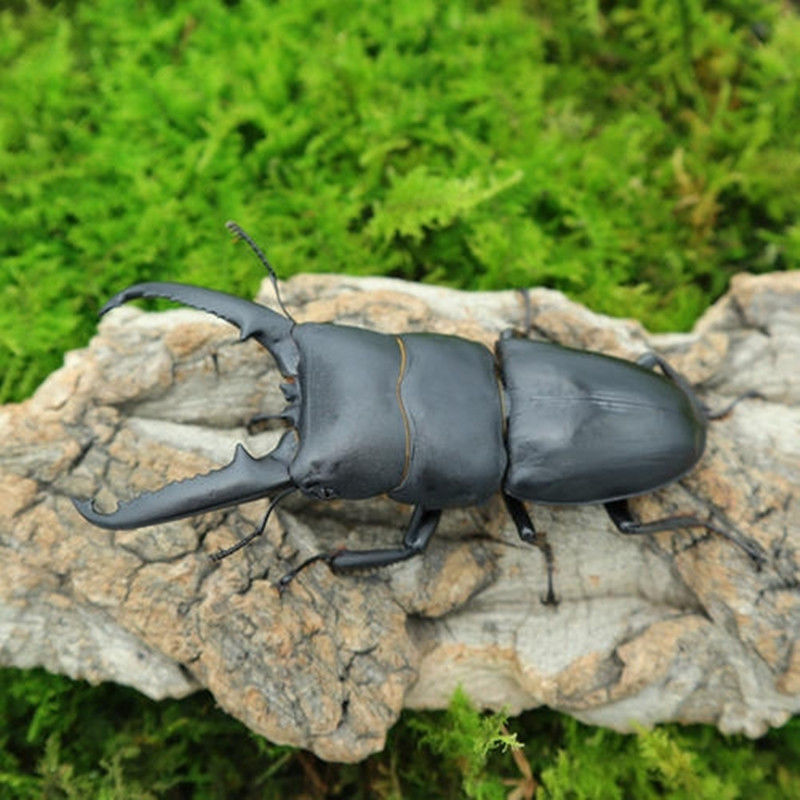成虫母虫中华大扁锹成虫宠物活体甲虫昆虫巨型锹甲虫夹子虫爬虫独角仙