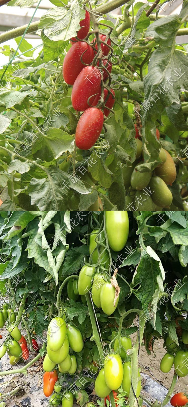 进口红香蕉番茄种子奶油樱桃西红柿种籽椭圆型水果番茄蔬菜种子