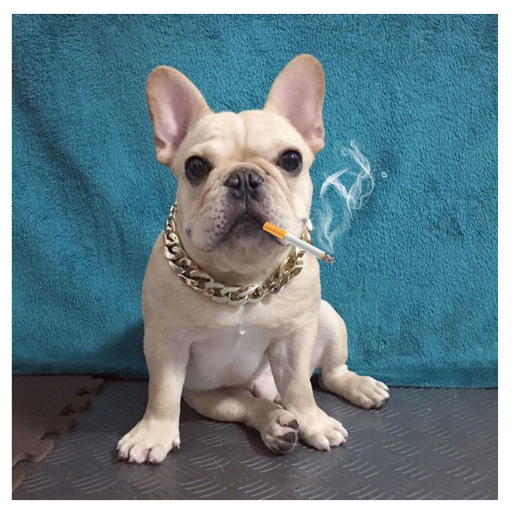 《金色 37厘米 7厘米》无著【摘要 书评 在线阅读】-苏宁易购图书