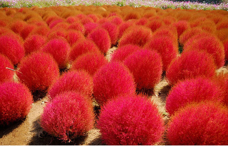 子暄地肤种子地麦扫帚苗花四季可播阳台盆栽多年生花卉花籽