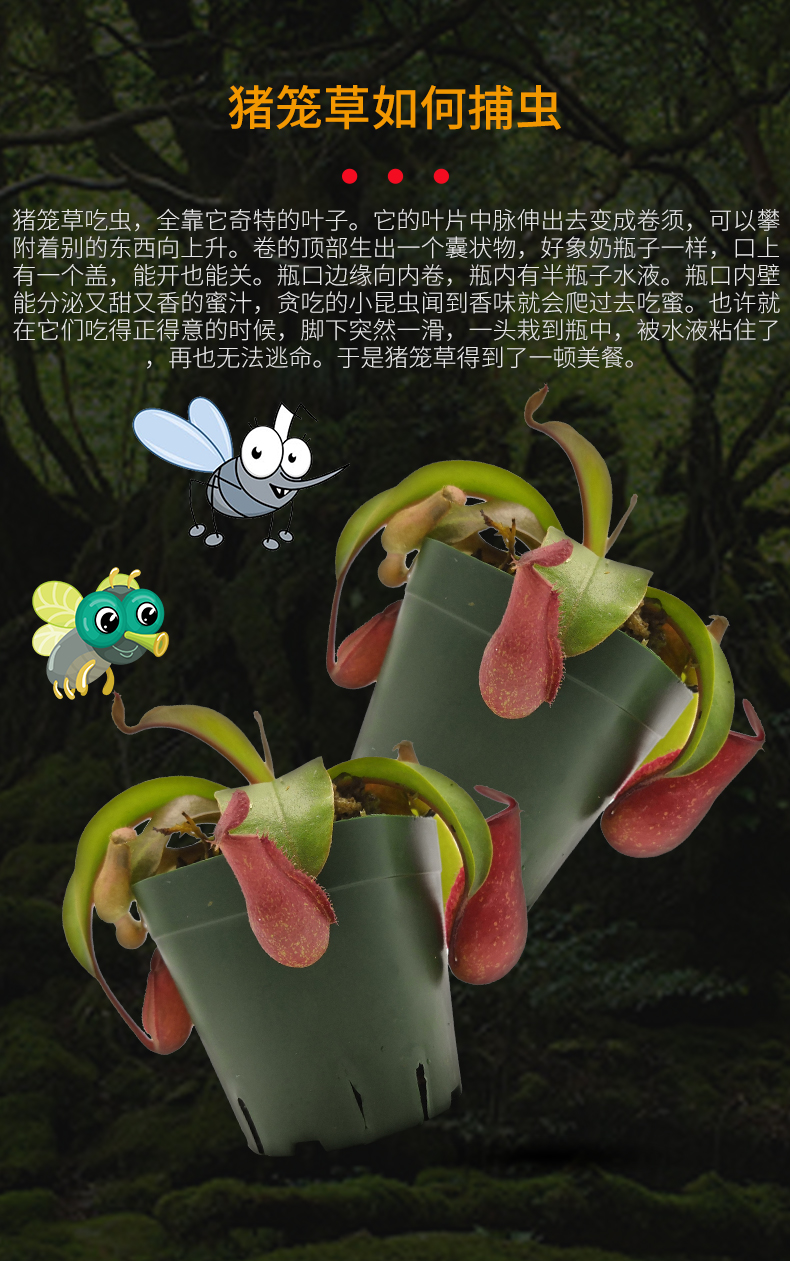 大猪笼种吊盆自吸水盆栽新手易养食虫植物珍奇多肉艺呈 盖亚猪笼草中