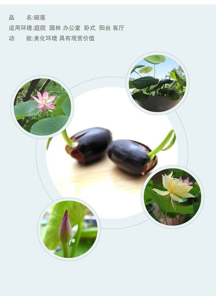 2并蒂莲20粒种子没有赠品四季开花碗莲种子睡莲水生植物水培植物荷花