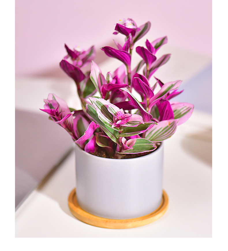 yicheng油画婚礼多肉植物彩色叶子艺术家花卉盆栽含花盆栽好成品桌面