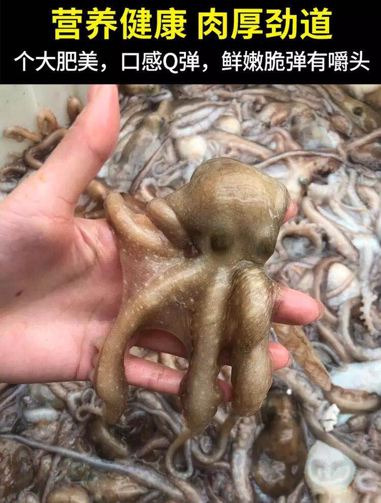 海鲜超大长腿冷冻八爪鱼网红爆头麻辣八爪鱼章鱼鱿鱼