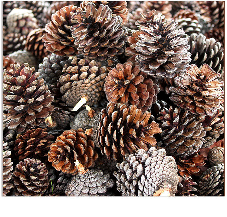2-10cm野生天然松果圣诞松塔松果球装饰摆件幼儿园手工松果画[8月2日