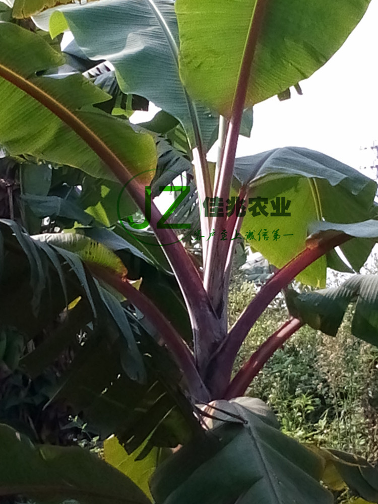 红香蕉苗 红香蕉树苗 紫香蕉 彩叶香蕉 红香蕉树 量大优惠