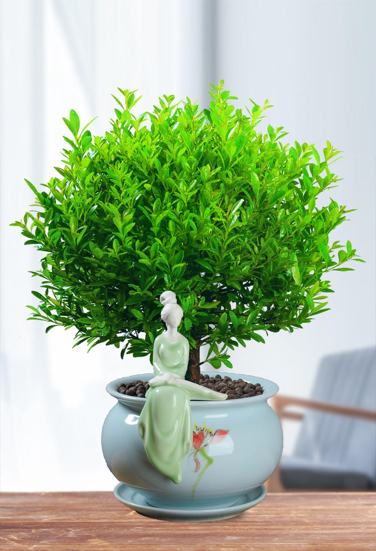 小叶赤楠盆景树桩绿植好养客厅植物室内树苗办公室易活小盆栽花卉