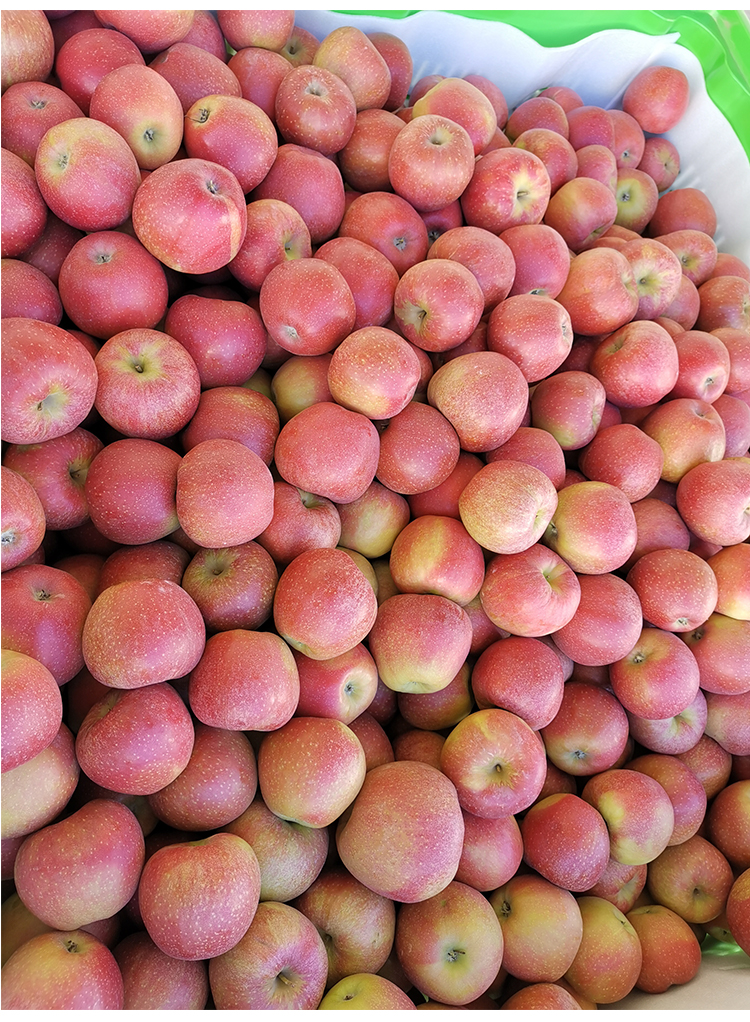 中华特色阿坝州馆青木森脆苹果带箱重9510斤脆酸甜入口化渣红富士
