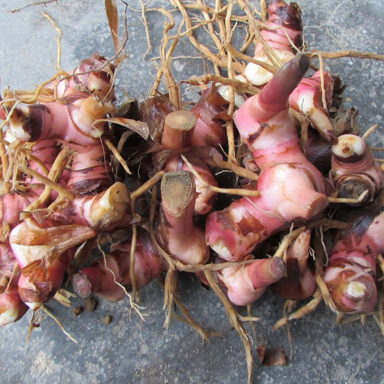 潮汕新鲜南姜 芦苇姜山姜嫩姜 生鲜蔬菜调料 1kg