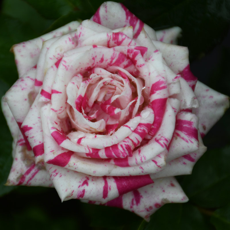 阳台微型月季闪电舞条纹多头盆栽微月观花绿植四季花卉绿色植物