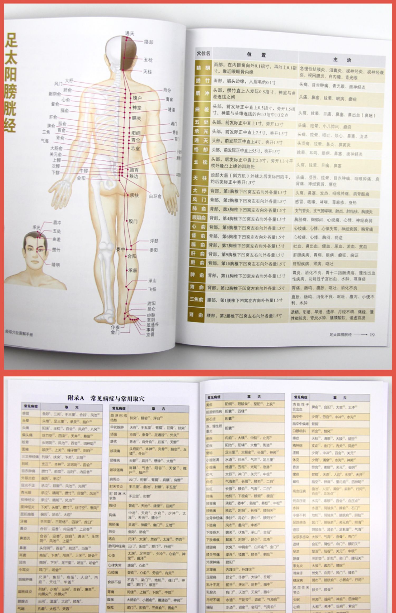 鵬辰正版經絡穴位圖解手冊 經絡穴位大百科使用圖冊速記手冊零基礎