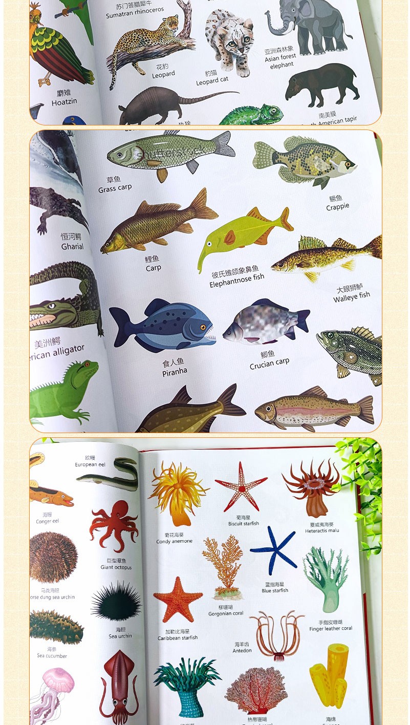 正版少儿英语启蒙1000种动物英语绘本分级阅读自然拼读有声书零基础