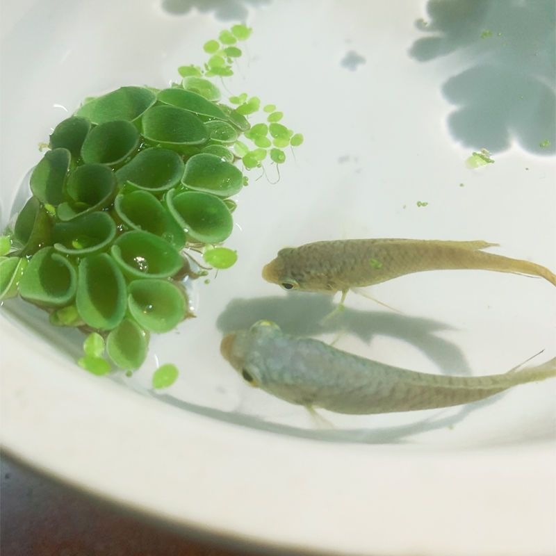 肚兜萍鱼缸浮萍水草养鱼养龟虾净化水质浮草水生植物水族箱造景