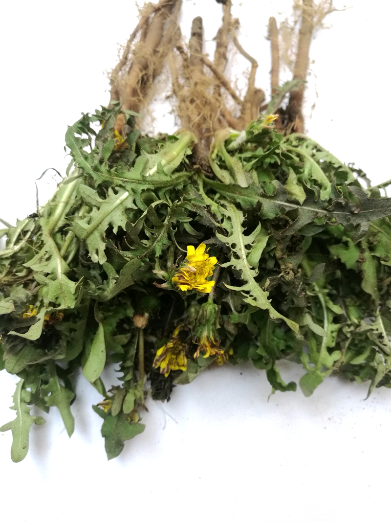 xj整珠蒲公英根500g蒲公英根茶带根婆婆丁根种子苗野菜smx可开发票