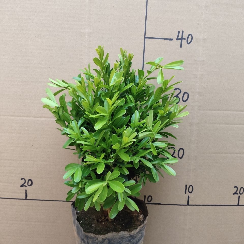 长青树万年青四季长青原盆原土发货阳台庭院地栽盆栽绿植盆景三年苗