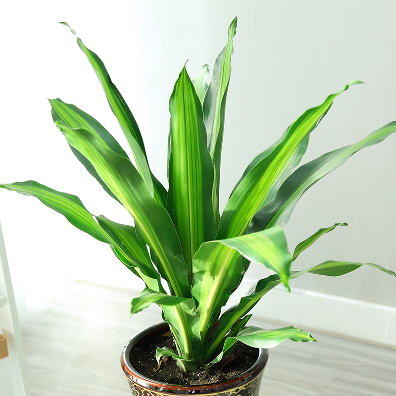 金边巴西铁也铁巴西木办公室植物室内客厅大型植物绿植盆栽花卉