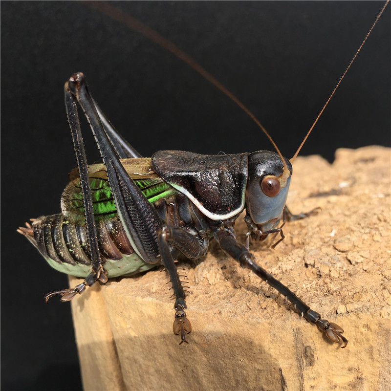 人工蝈蝈活体鸣虫超大铁皮山青翠绿春蝈蝈螽斯蚰子爬虫宠死亡包赔》无