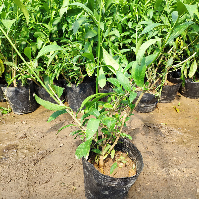 《夜来香盆栽浓香型花卉夜来香树苗夏季秋季开花植物九里香四季常青 3