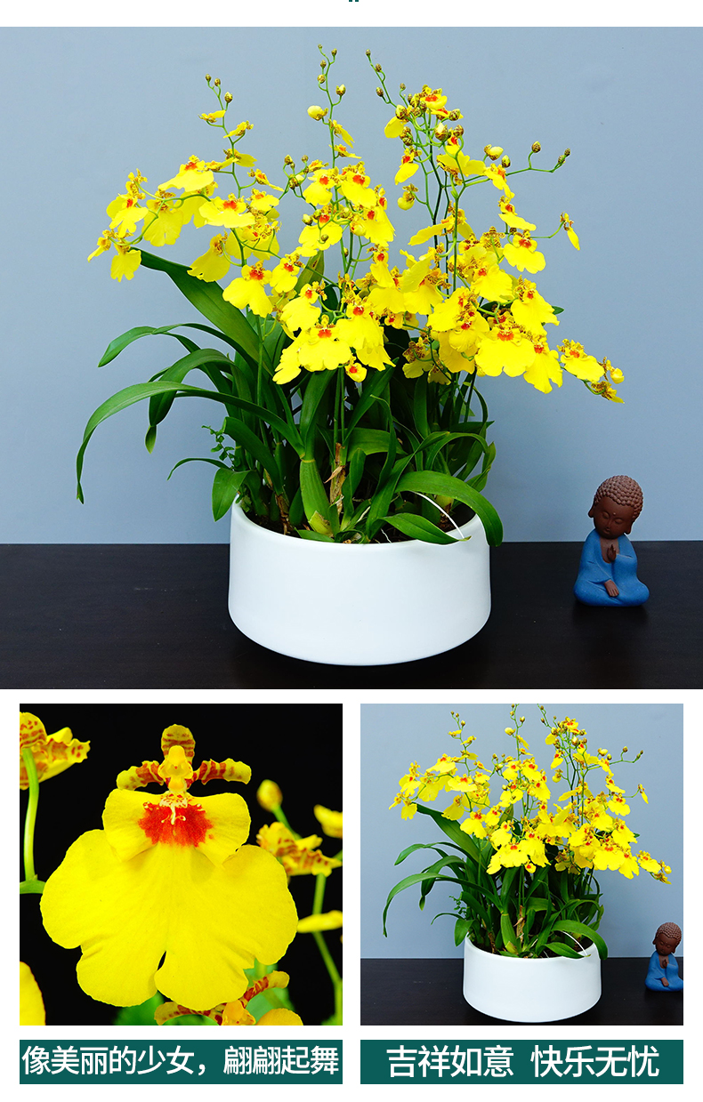 跳舞兰盆栽文心兰植物室内花艺前台餐桌办公桌艺术盆栽绿植【价格