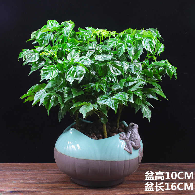 幸福树盆栽植物四季常青办公室内客厅盆景净化空气吸甲醛桌面绿植