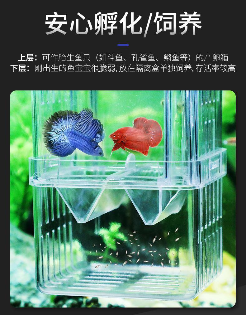 魚缸孵化箱孔雀魚產卵器中小型魚大號小號產卵器獨立繁殖盒隔離盒孵化