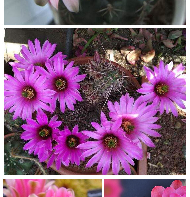 yicheng仙人球绯花玉开花带花苞仙人掌类多肉绿植物桌面花卉小盆栽