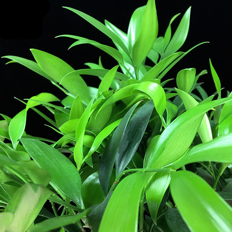 《竹柏盆栽植物长寿竹室内四季常青耐寒绿植竹柏苗夏季水培绿植花卉