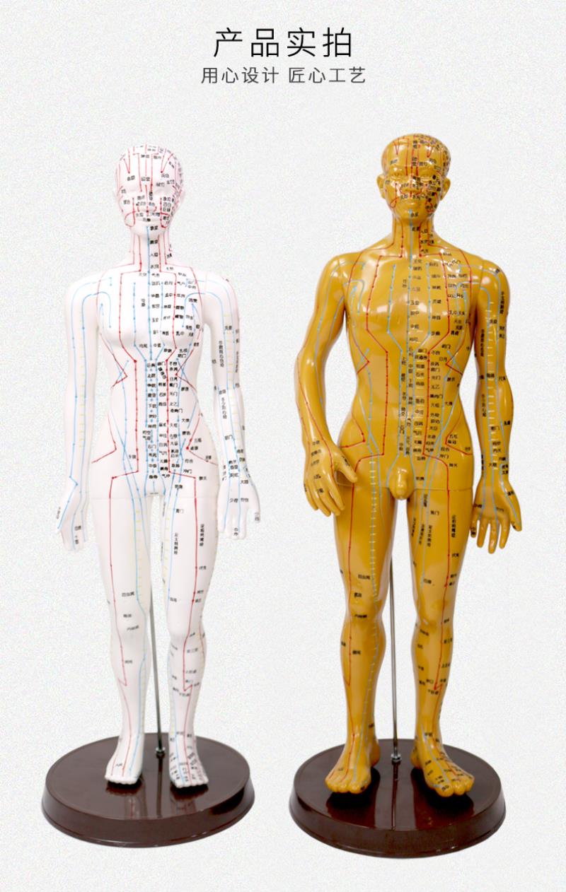 康祝针灸针(器械)女模 国医研高清晰针灸穴位人体模型全身经络穴位