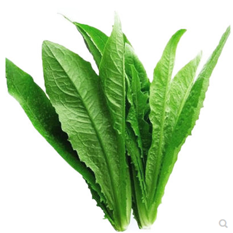 大叶油麦菜种子春季秋冬各植蔬菜种籽青菜种子大田专用阳台农家籽四季