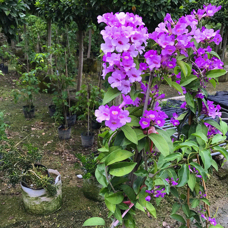 蒜香藤秋冬开花攀爬植物紫铃藤奇特藤本花多庭院阳台盆栽耐寒防蚊小苗