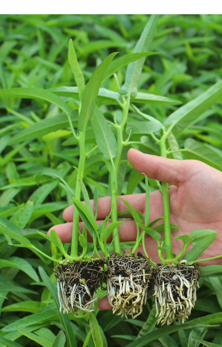 回固园艺用品 回固超级三叉菜空心菜种子种籽四季青菜盆栽菜籽蔬菜孑