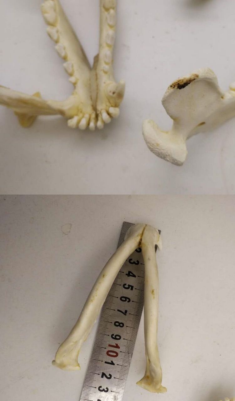 狗牙吊坠狗头骨标本大牙藏獒牙/狼牙项链骨质狗牙齿男1狗下巴下