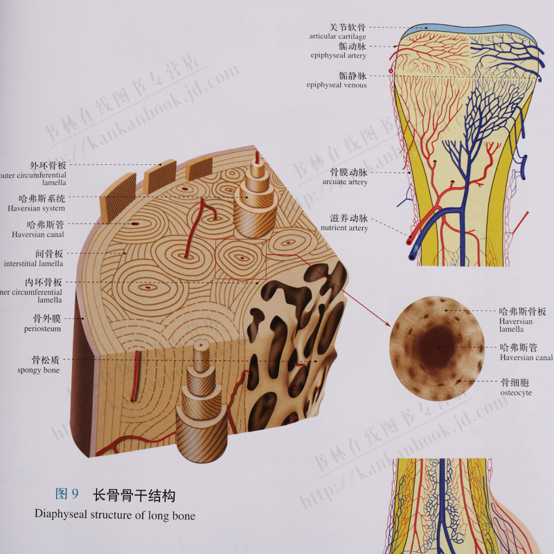 鹏辰正版人体系统解剖图谱 基础医学教学图谱医学书籍