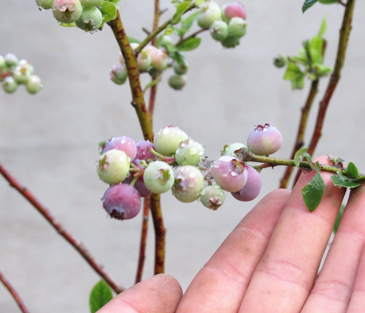 带花苞货蓝莓苗果树苗盆栽蓝莓树苗蓝莓树苗南北方种植当年结果