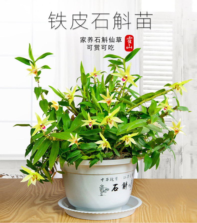 霍山铁皮石斛苗盆栽米斛苗3年20株仿野生种植室内绿植花卉可食用