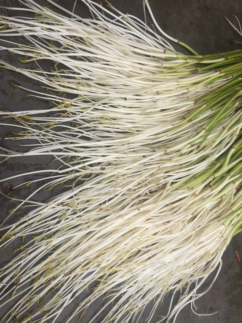 xj溧阳白芹水芹500g可开发票