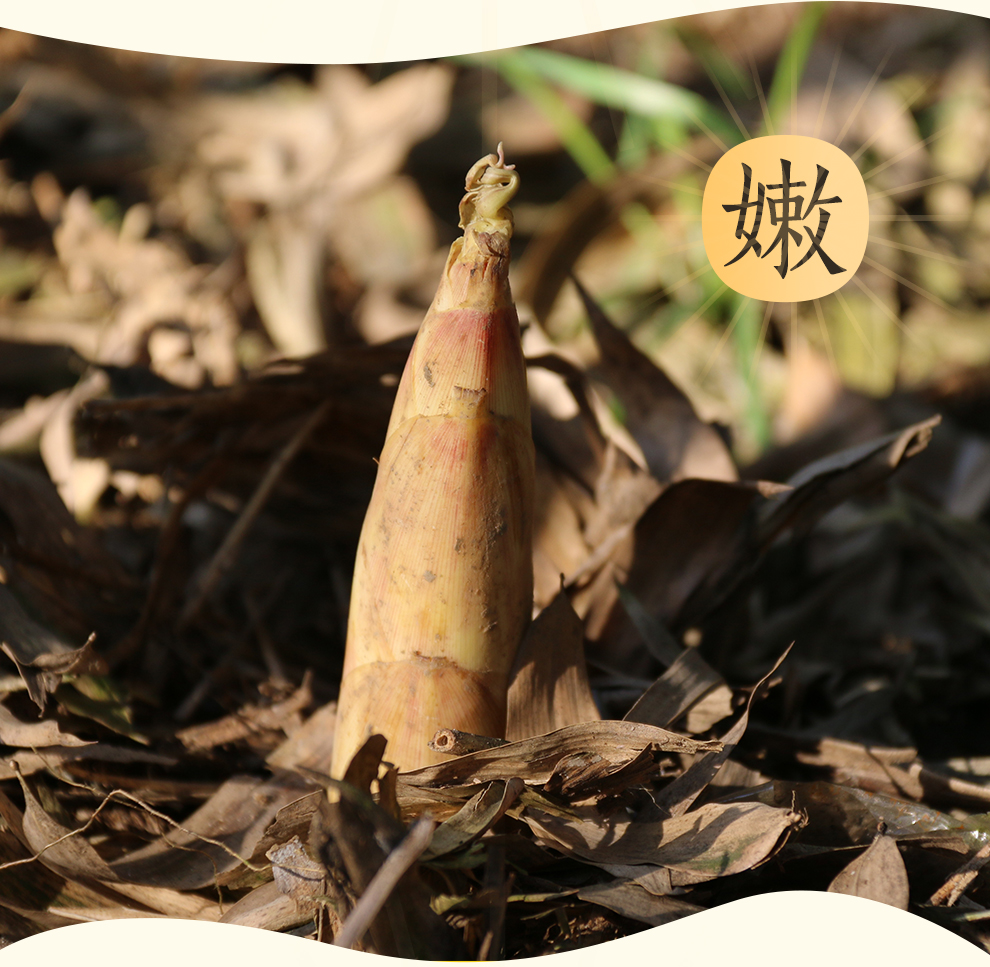 顺丰优鲜达新鲜现挖天目山春笋小竹