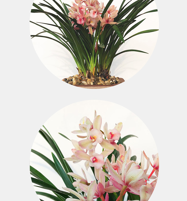 兰花夜来香四季兰建兰浓香型花盆栽室内花卉绿植好养室内易活