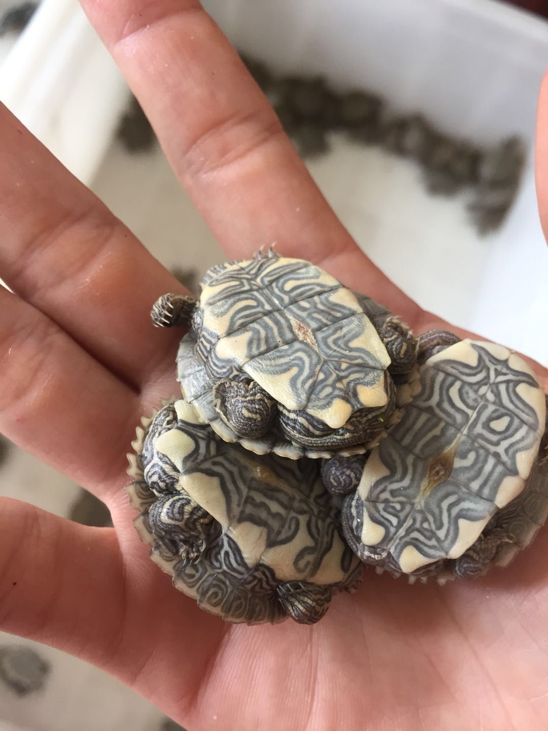 34厘米单身地图龟苗活体巴西龟小乌龟宠物水龟观赏龟深水石金钱火焰