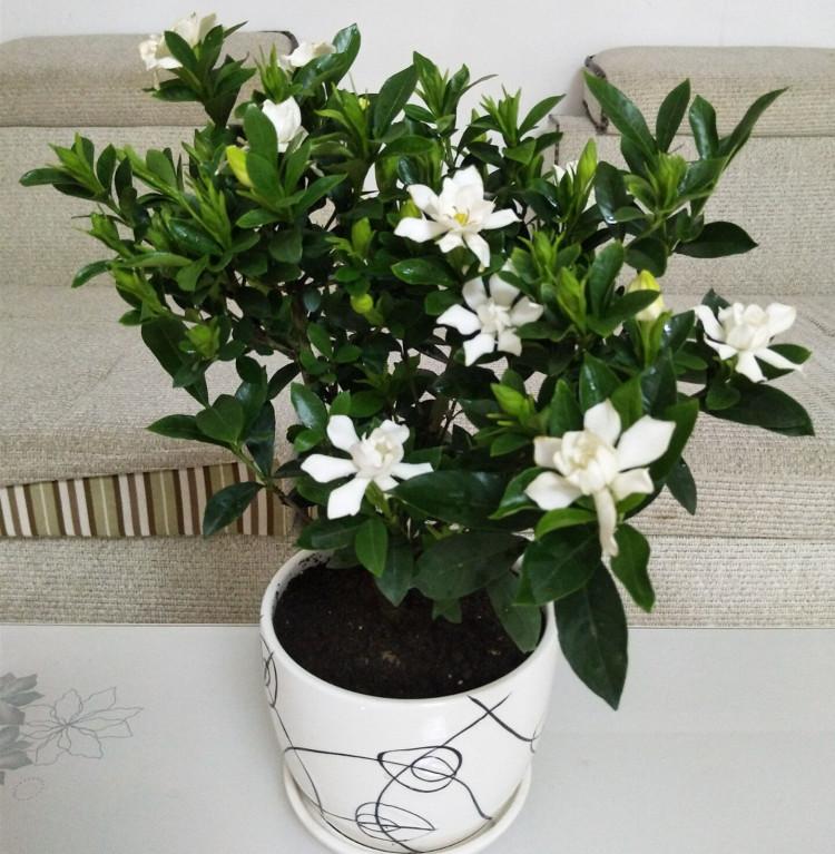 yicheng重瓣大叶栀子花盆栽苗室内外植物四季常青浓香型牡丹栀子花带