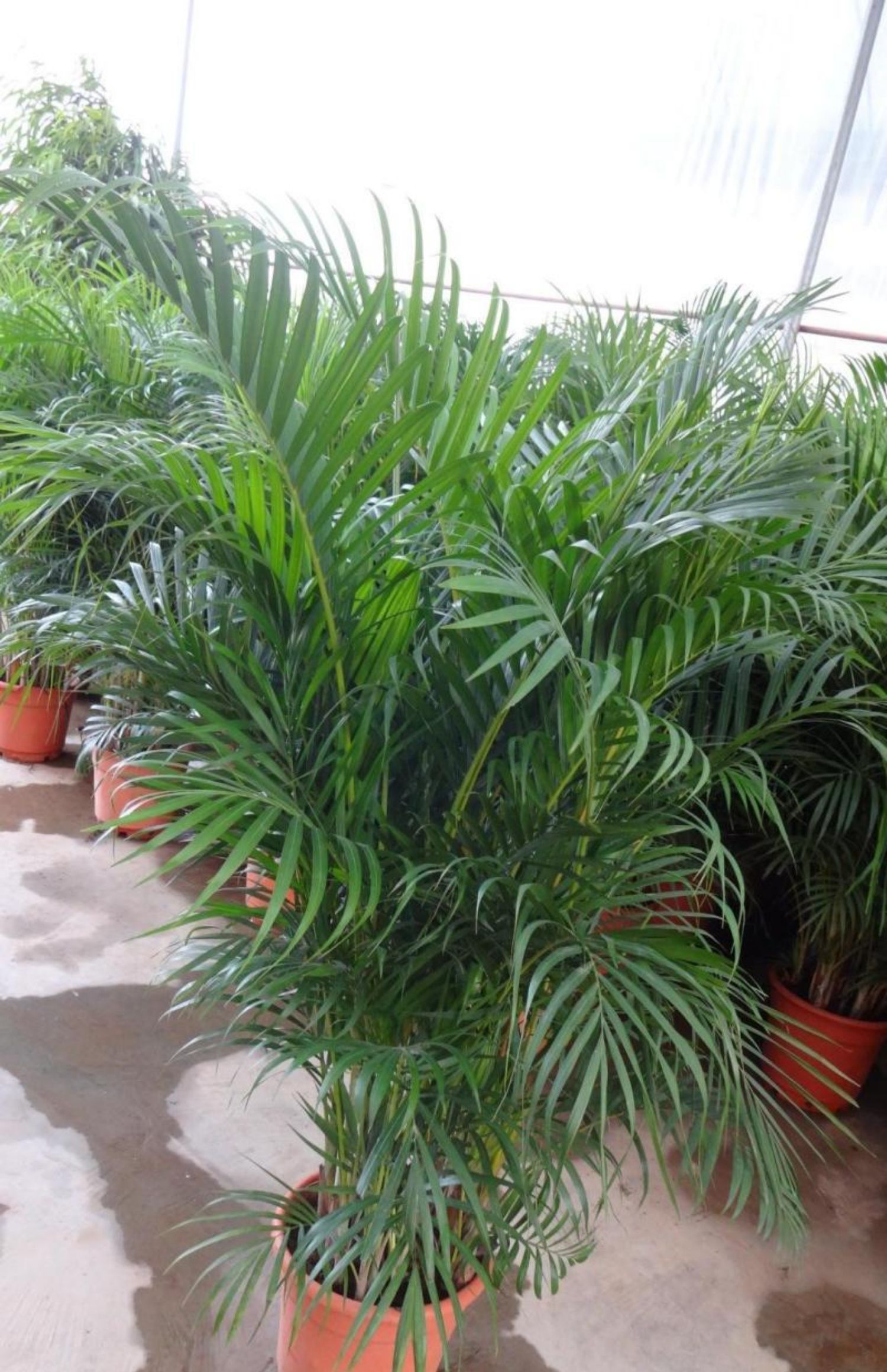 御蓝锦散尾葵凤尾竹热卖盆栽 室内客厅吸甲醛植物 四季常青大型绿植