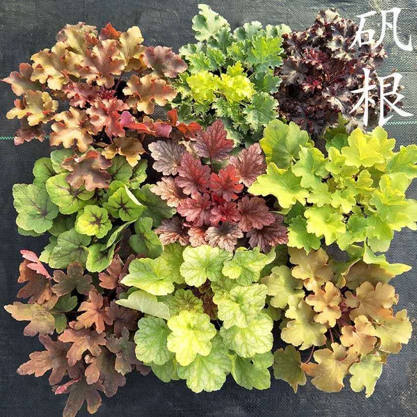 矾根彩叶草观叶绿植物花卉盆栽室内外耐热寒四季阳台花园庭院好养樱桃