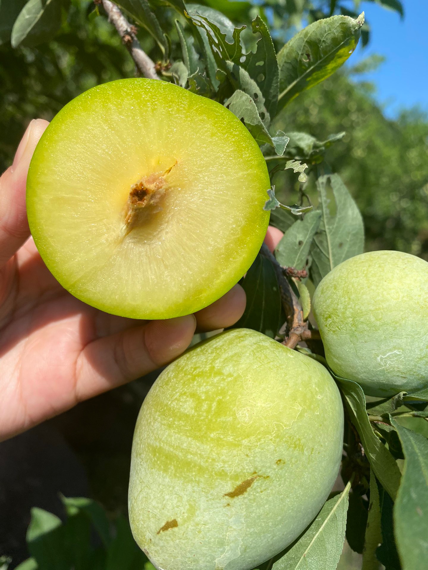 古田油奈桃形李奈李脱骨李青布林45斤顺丰中果45斤1斤68个