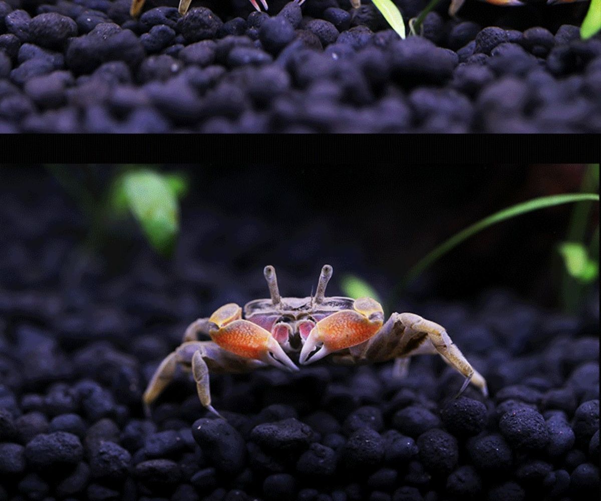 迷你蟹辣椒蟹活体宠物螃蟹观赏蟹吃虫除藻淡水蟹鱼缸爬行底栖动物