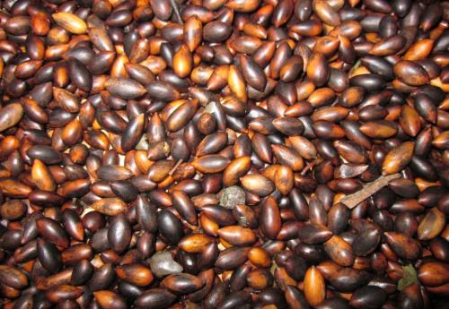 子暄正宗海南花梨种子印度小叶紫檀种子金丝楠木树种子菩提种子