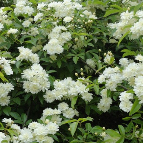 四季红木香花苗爬藤植物甜蜜白黄木香花苗盆栽花攀爬浓香红色