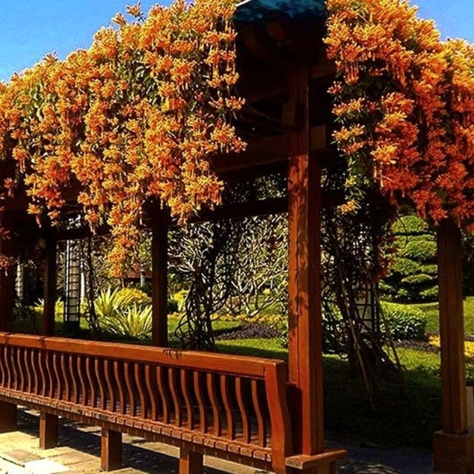 《爬藤植物炮仗花苗盆栽四季常绿爬藤植物攀爬植物庭院围墙垂吊花苗